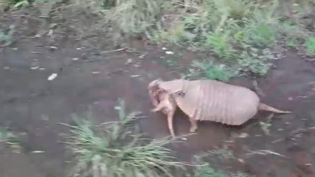 mamae armadillo saving her puppy from the danger very beautiful of watching