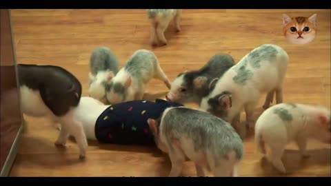 pig baby