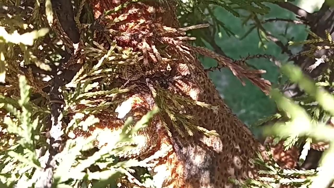 Bearded Dragon In A tree!