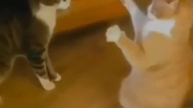 Cat lovers
