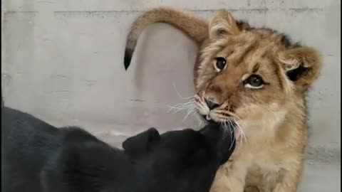 The puppy actually grabs food from the tiger's mouth