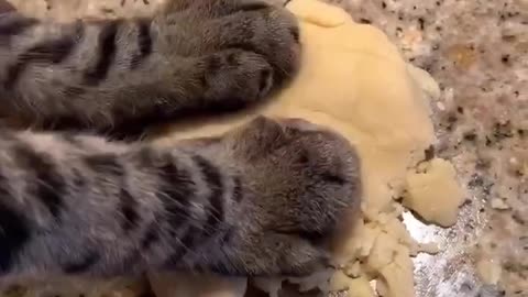 Cats and cookies