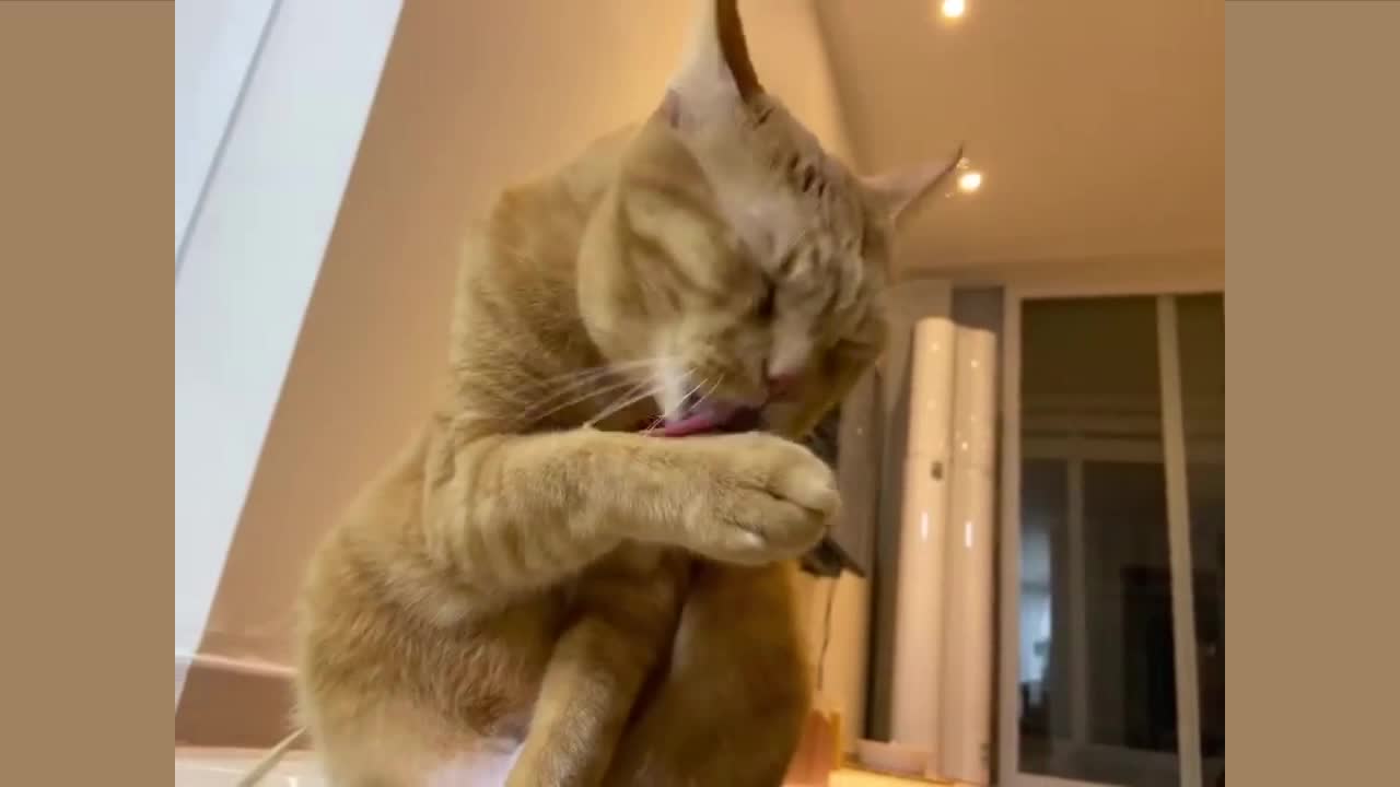 Kitty wash his face early in the morning