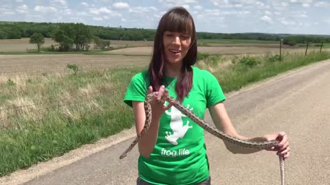 How to Handle Non-Venomous Snakes