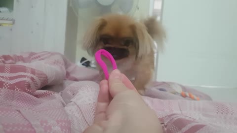 cute puppy playing with hair tie.