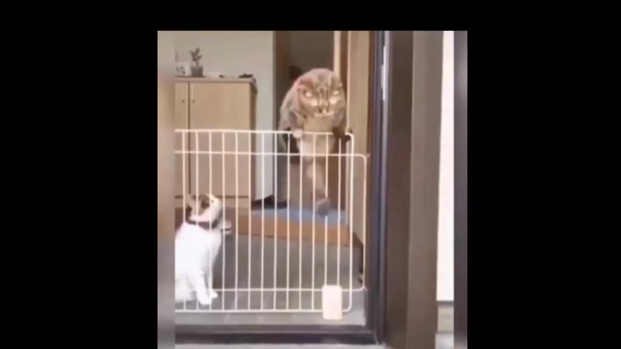 Funny videos cat funny videos