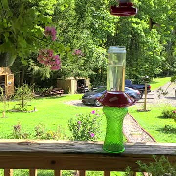 Flight of the hummingbird