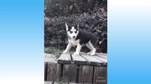 Funny Pets in 2021