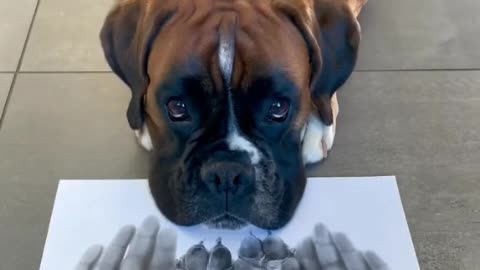 This dog looks so cute