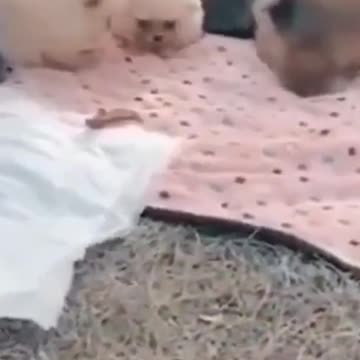 Hilarious 2021 Lil pups and Lil kitts