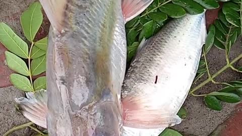 Bangladeshi Fish