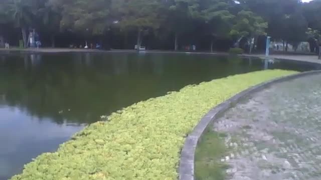 Mostrando um lindo lago com plantas aguapé no museu de ciências [Nature & Animals]