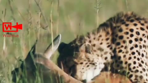 Cheetah Hunts Antelope