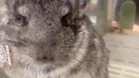 cute little gray rabbit