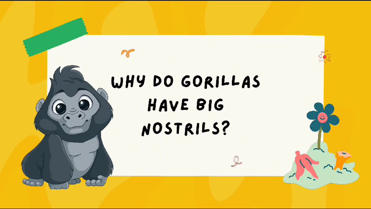 Why does the gorilla have big nostrils / Joke