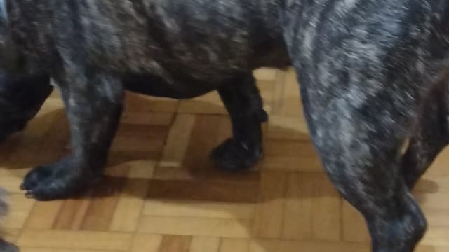 Pug comento e brincando os mesmo tempo