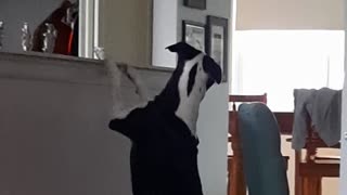 Kiwi and Bella