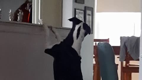 Kiwi and Bella