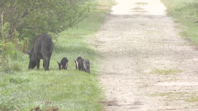 Wild boar mother with her piglets walking in the morning