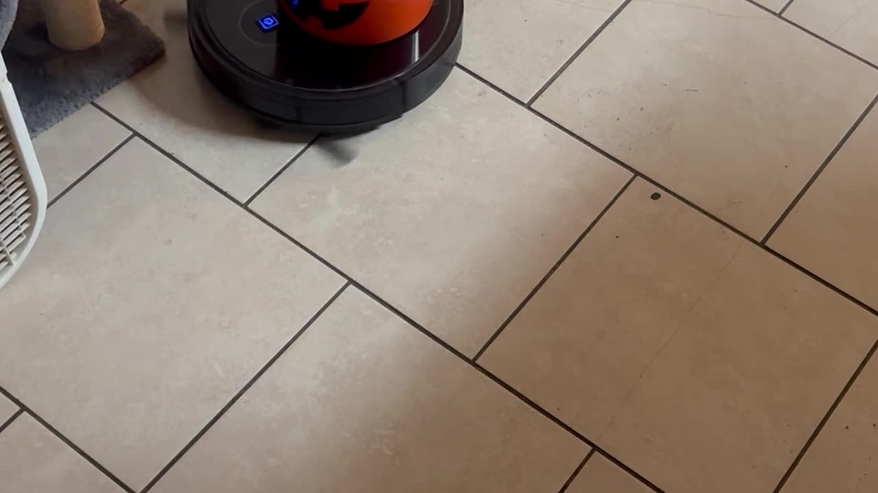 Orange Cat Rides Vacuum Bucket