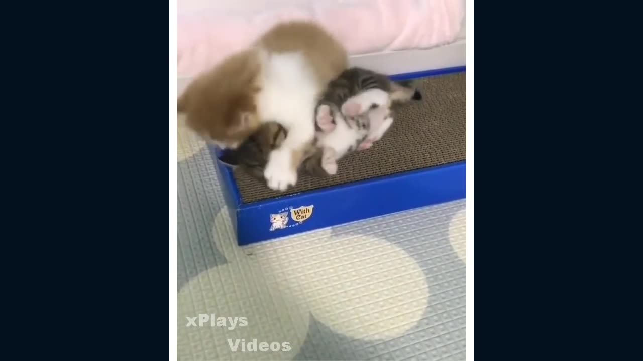 Funny cat and beautiful
