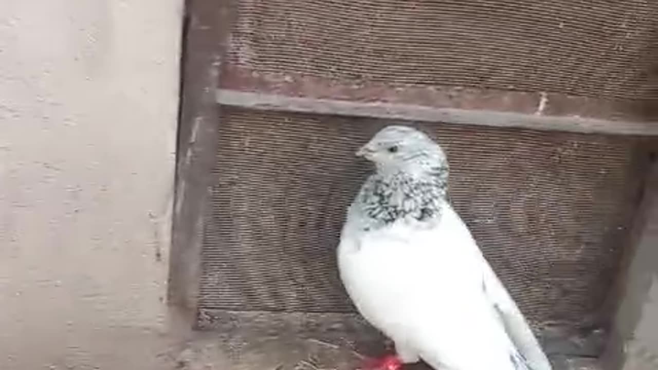 Blue eyes pigeon