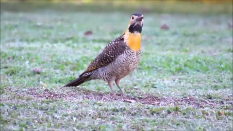 Field woodpecker - (Colaptes campestris)