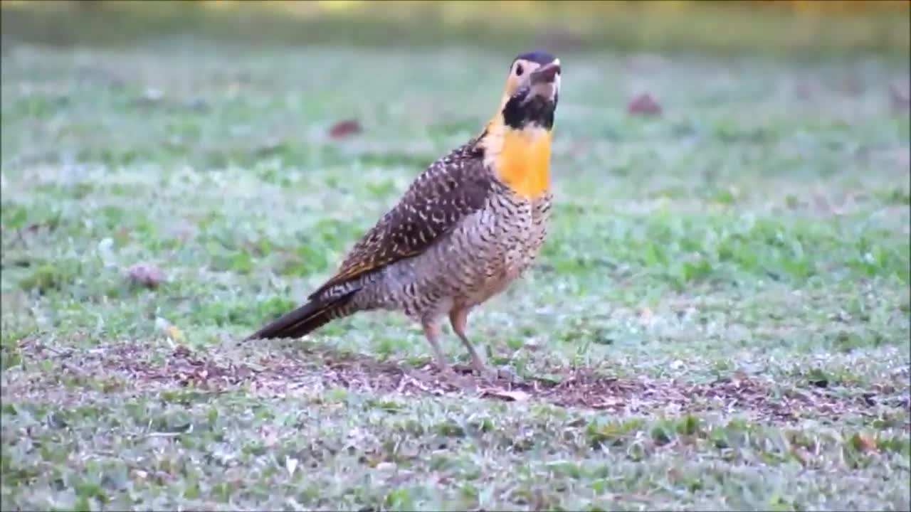 Field woodpecker - (Colaptes campestris)