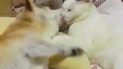 This cat’s love for the dog had no bounds