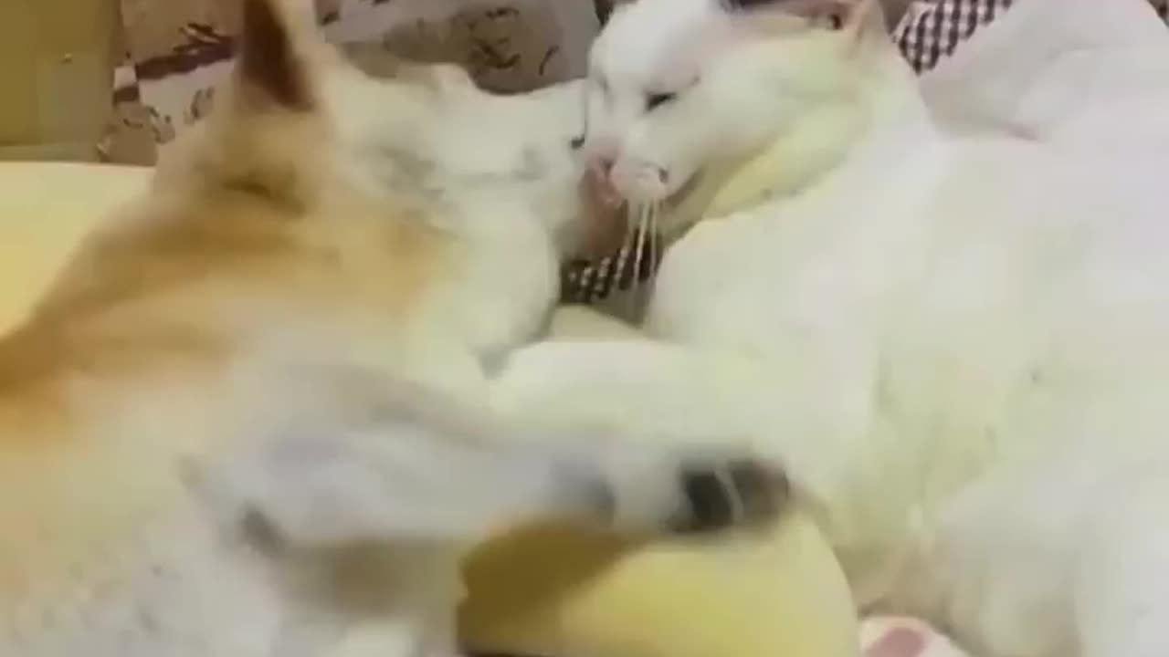 This cat’s love for the dog had no bounds