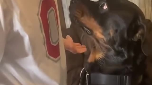 Angry dog aatitude