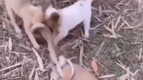 Puppies Battling Snake
