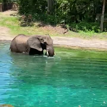 Disney Animal Kingdom safarii