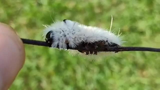 Homestead Tread Ep. 11 Fluffy Caterpillar