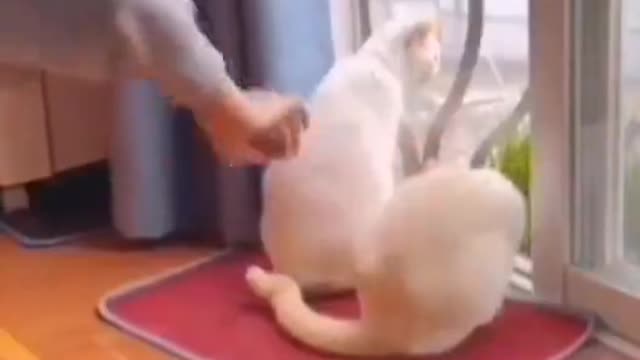Cute and Funny Cat Videos Compilation - PART 84