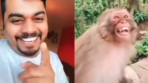 Funny Animals Video 🤣🤣