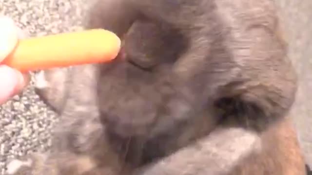 Sweet bunny chomps on carrot