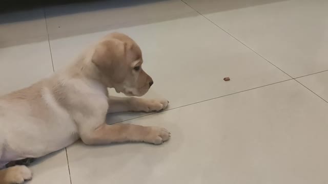 Labrador puppy training🐕