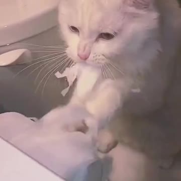 Cats are dance with baby