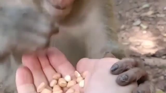 Monkey eat dryfruit