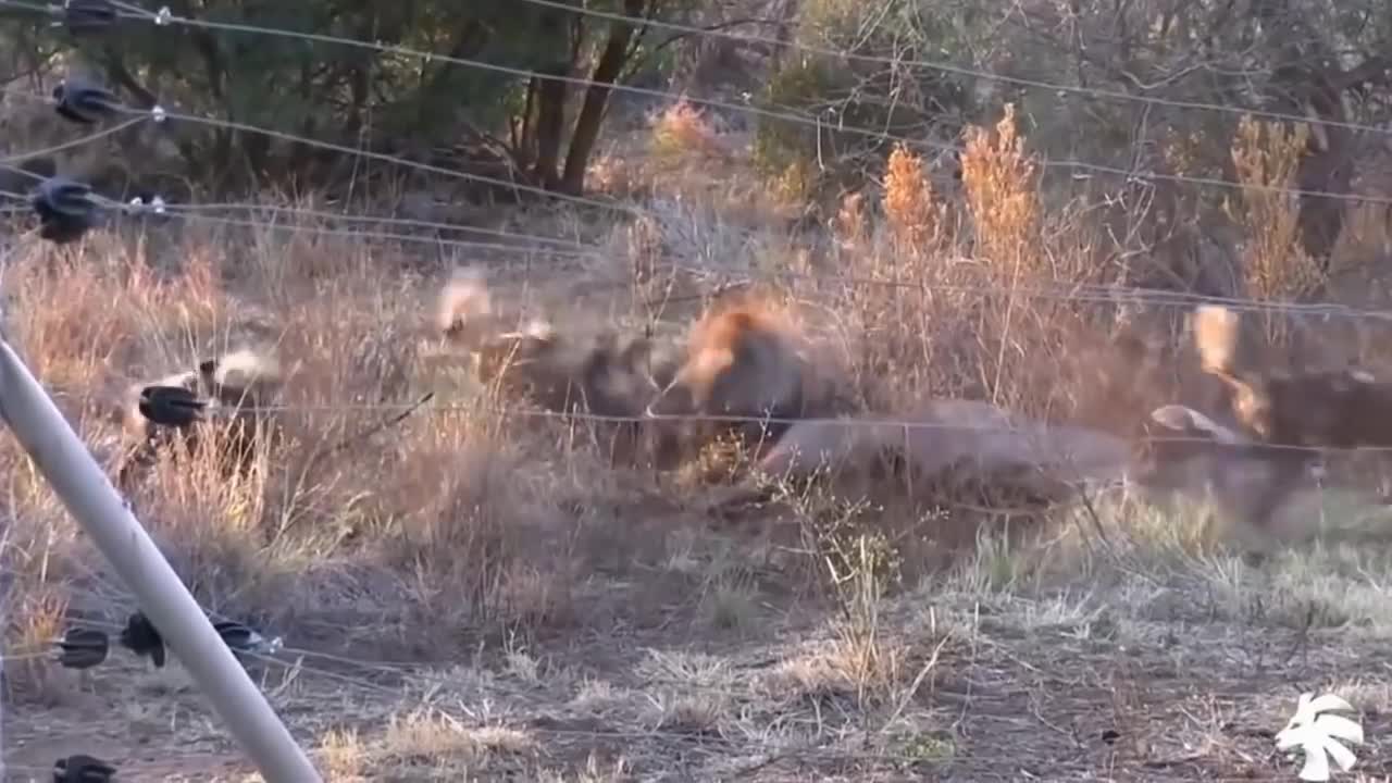 best wild dogs attacks of Africa