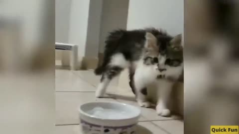 Dogs and Cats Very Funny Videos