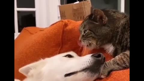 Cute and Funny Cat Videos to Make Your Day