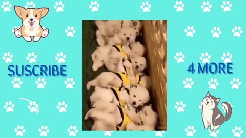 Cutest dogs compilation