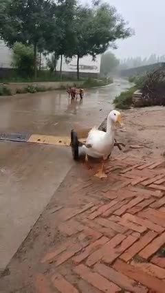 Wow so goose so clever