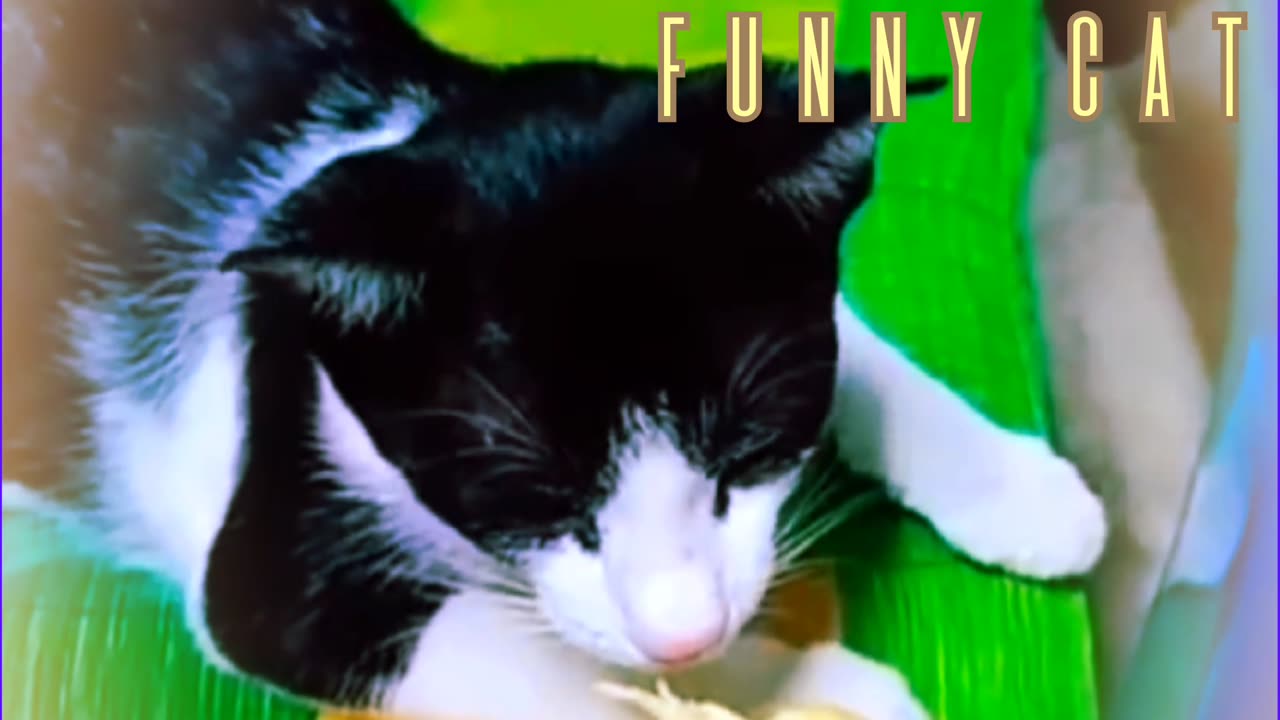 Funny ππππcat π