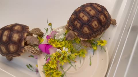 Sulcata eats flowers