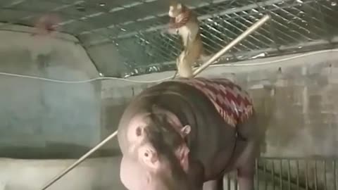 The hippo and the Monkey
