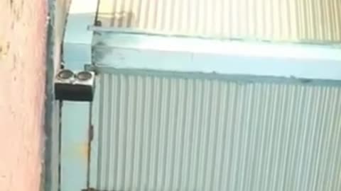 Funny videos