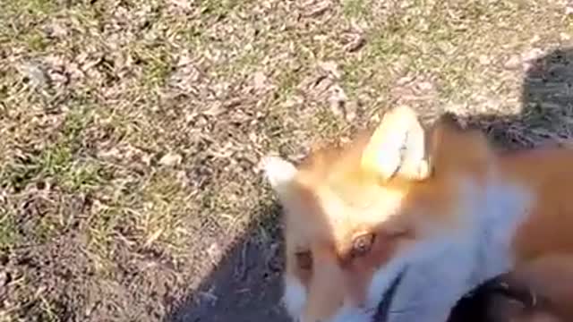 Fox runs away with a recording phone